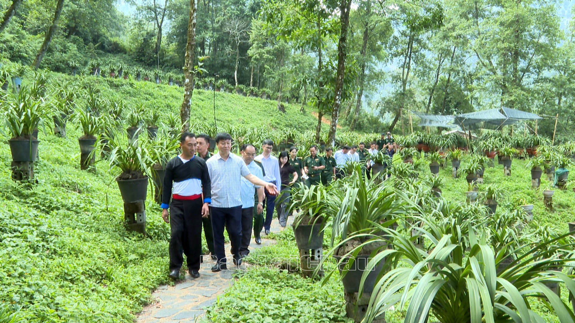 … thăm mô hình trồng cây địa lan của bà con xã Sin Suối Hồ, huyện Phong Thổ.